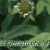 Echinacea pallida, flowers