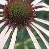 Echinacea pallida, flowers
