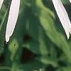 Echinacea pallida, flowers
