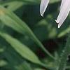 Echinacea pallida, flowers
