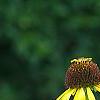 Echinacea paradoxa 'Yellow Mellow', flowers