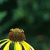Echinacea paradoxa 'Yellow Mellow', flowers