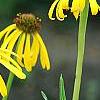 Echinacea paradoxa 'Yellow Mellow', flowers