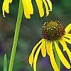 Echinacea paradoxa 'Yellow Mellow', flowers