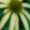 Echinacea paradoxa, flowers