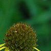 Echinacea paradoxa, flowers