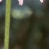 Echinacea purpurea, flowers