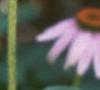 Echinacea purpurea, flowers