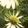 Echinacea purpurea 'Alba', flowers