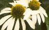 Echinacea purpurea 'Alba', flowers