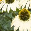 Echinacea purpurea 'Alba', flowers