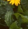 Echinacea purpurea 'Alba', flowers