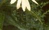 Echinacea purpurea 'Alba', flowers