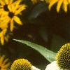 Echinacea purpurea 'Alba', flowers