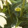 Echinacea purpurea 'Alba', flowers