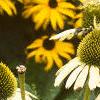 Echinacea purpurea 'Alba', flowers