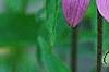 Echinacea purpurea 'Bright Star', flowers