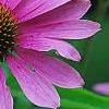 Echinacea purpurea 'Bright Star', flowers