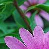 Echinacea purpurea 'Bright Star', flowers