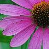 Echinacea purpurea 'Bright Star', flowers