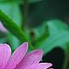 Echinacea purpurea 'Bright Star', flowers