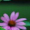 Echinacea purpurea 'Bright Star', flowers