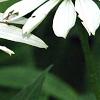 Echinacea purpurea 'Cygnet White', flowers