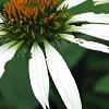 Echinacea purpurea 'Cygnet White', flowers
