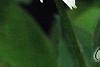 Echinacea purpurea 'Cygnet White', flowers