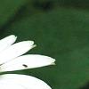Echinacea purpurea 'Cygnet White', flowers