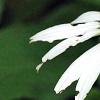 Echinacea purpurea 'Cygnet White', flowers