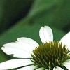 Echinacea purpurea 'Cygnet White', flowers