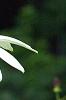 Echinacea purpurea 'Cygnet White', flowers