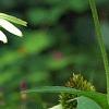 Echinacea purpurea 'Cygnet White', flowers