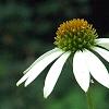 Echinacea purpurea 'Cygnet White', flowers