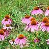 Echinacea purpurpea 'Kim's Knee High', flowers