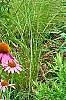 Echinacea purpurpea 'Kim's Knee High', flowers
