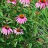 Echinacea purpurpea 'Kim's Knee High', flowers