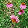 Echinacea purpurpea 'Kim's Knee High', flowers