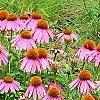 Echinacea purpurpea 'Kim's Knee High', flowers