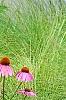 Echinacea purpurpea 'Kim's Knee High', flowers