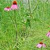 Echinacea purpurpea 'Kim's Knee High', flowers