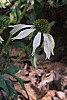 Echinacea purpurea 'Kim's Mophead', habit