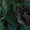 Echinacea purpurea 'Kim's Mophead', habit