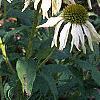 Echinacea purpurea 'Kim's Mophead', habit