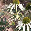 Echinacea purpurea 'Kim's Mophead', habit