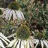 Echinacea purpurea 'Kim's Mophead', habit