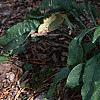 Echinacea purpurea 'Kim's Mophead', habit