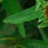 Echinacea purpurea 'Lilliput', flowers