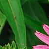 Echinacea purpurea 'Lilliput', flowers